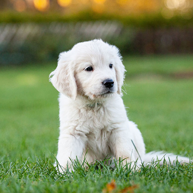 Our Policies Paws-N-Motion Policies