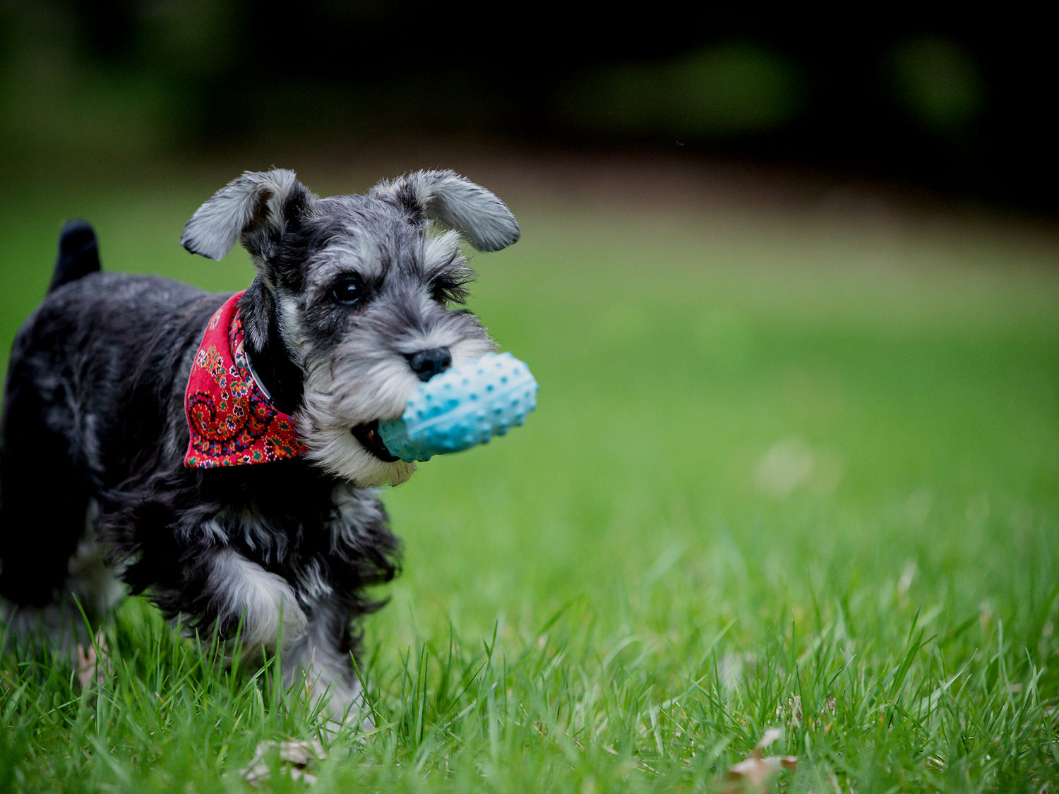 Grooming at Your Doorstep