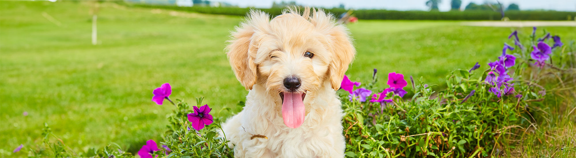 Puppy in a garden with flowers